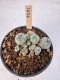 Lophophora Williamsii 5-6 cm 12 years old seed ownroot flower seedling ロフォフォラ　烏羽玉　仔吹き サボテン