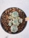 Lophophora Williamsii 5-6 cm 12 years old seed ownroot flower seedling ロフォフォラ　烏羽玉　仔吹き サボテン