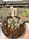 Lophophora Williamsii 5-6 cm 12 years old seed ownroot flower seedling ロフォフォラ　烏羽玉　仔吹き サボテン