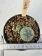 Lophophora Williamsii 5-6 cm 12 years old seed ownroot flower seedling ロフォフォラ　烏羽玉　仔吹き サボテン