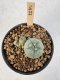 Lophophora Williamsii 5-6 cm 12 years old seed ownroot flower seedling ロフォフォラ　烏羽玉　仔吹き サボテン