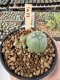 Lophophora Williamsii 5-6 cm 12 years old seed ownroot flower seedling ロフォフォラ　烏羽玉　仔吹き サボテン