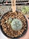 Lophophora Williamsii 5-6 cm 12 years old seed ownroot flower seedling ロフォフォラ　烏羽玉　仔吹き サボテン