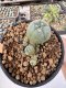 Lophophora Williamsii 5-6 cm 12 years old seed ownroot flower seedling ロフォフォラ　烏羽玉　仔吹き サボテン