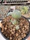 Lophophora Williamsii 5-6 cm 12 years old seed ownroot flower seedling ロフォフォラ　烏羽玉　仔吹き サボテン