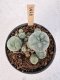 Lophophora Williamsii 5-6 cm 12 years old seed ownroot flower seedling ロフォフォラ　烏羽玉　仔吹き サボテン