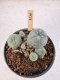 Lophophora Williamsii 5-6 cm 12 years old seed ownroot flower seedling ロフォフォラ　烏羽玉　仔吹き サボテン