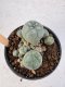 Lophophora Williamsii 5-6 cm 12 years old seed ownroot flower seedling ロフォフォラ　烏羽玉　仔吹き サボテン