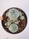 Lophophora Williamsii 5-6 cm 12 years old seed ownroot flower seedling ロフォフォラ　烏羽玉　仔吹き サボテン