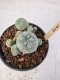 Lophophora Williamsii 5-6 cm 12 years old seed ownroot flower seedling ロフォフォラ　烏羽玉　仔吹き サボテン