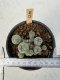 Lophophora Williamsii 5-6 cm 12 years old seed ownroot flower seedling ロフォフォラ　烏羽玉　仔吹き サボテン