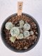 Lophophora Williamsii 5-6 cm 12 years old seed ownroot flower seedling ロフォフォラ　烏羽玉　仔吹き サボテン