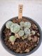 Lophophora Williamsii 5-6 cm 12 years old seed ownroot flower seedling ロフォフォラ　烏羽玉　仔吹き サボテン