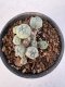 Lophophora Williamsii 5-6 cm 12 years old seed ownroot flower seedling ロフォフォラ　烏羽玉　仔吹き サボテン