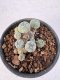 Lophophora Williamsii 5-6 cm 12 years old seed ownroot flower seedling ロフォフォラ　烏羽玉　仔吹き サボテン