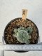 Lophophora Williamsii 5-6 cm 12 years old seed ownroot flower seedling ロフォフォラ　烏羽玉　仔吹き サボテン