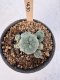 Lophophora Williamsii 5-6 cm 12 years old seed ownroot flower seedling ロフォフォラ　烏羽玉　仔吹き サボテン