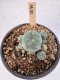 Lophophora Williamsii 5-6 cm 12 years old seed ownroot flower seedling ロフォフォラ　烏羽玉　仔吹き サボテン