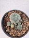 Lophophora Williamsii 5-6 cm 12 years old seed ownroot flower seedling ロフォフォラ　烏羽玉　仔吹き サボテン