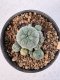 Lophophora Williamsii 5-6 cm 12 years old seed ownroot flower seedling ロフォフォラ　烏羽玉　仔吹き サボテン