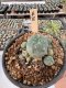 Lophophora Williamsii 5-6 cm 12 years old seed ownroot flower seedling ロフォフォラ　烏羽玉　仔吹き サボテン