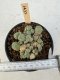 Lophophora Williamsii 5-6 cm 12 years old seed ownroot flower seedling ロフォフォラ　烏羽玉　仔吹き サボテン