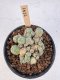 Lophophora Williamsii 5-6 cm 12 years old seed ownroot flower seedling ロフォフォラ　烏羽玉　仔吹き サボテン