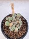 Lophophora Williamsii 5-6 cm 12 years old seed ownroot flower seedling ロフォフォラ　烏羽玉　仔吹き サボテン