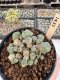 Lophophora Williamsii 5-6 cm 12 years old seed ownroot flower seedling ロフォフォラ　烏羽玉　仔吹き サボテン