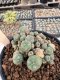 Lophophora Williamsii 5-6 cm 12 years old seed ownroot flower seedling ロフォフォラ　烏羽玉　仔吹き サボテン