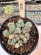 Lophophora Williamsii 5-6 cm 12 years old seed ownroot flower seedling ロフォフォラ　烏羽玉　仔吹き サボテン