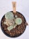 Lophophora Williamsii 5-6 cm 12 years old seed ownroot flower seedling ロフォフォラ　烏羽玉　仔吹き サボテン