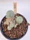 Lophophora Williamsii 5-6 cm 12 years old seed ownroot flower seedling ロフォフォラ　烏羽玉　仔吹き サボテン