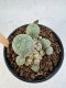 Lophophora Williamsii 5-6 cm 12 years old seed ownroot flower seedling ロフォフォラ　烏羽玉　仔吹き サボテン