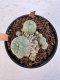 Lophophora Williamsii 5-6 cm 12 years old seed ownroot flower seedling ロフォフォラ　烏羽玉　仔吹き サボテン