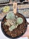 Lophophora Williamsii 5-6 cm 12 years old seed ownroot flower seedling ロフォフォラ　烏羽玉　仔吹き サボテン