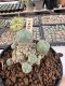 Lophophora Williamsii 5-6 cm 12 years old seed ownroot flower seedling ロフォフォラ　烏羽玉　仔吹き サボテン