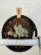 Lophophora Williamsii 5-6 cm 12 years old seed ownroot flower seedling ロフォフォラ　烏羽玉　仔吹き サボテン