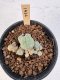 Lophophora Williamsii 5-6 cm 12 years old seed ownroot flower seedling ロフォフォラ　烏羽玉　仔吹き サボテン