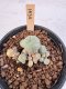 Lophophora Williamsii 5-6 cm 12 years old seed ownroot flower seedling ロフォフォラ　烏羽玉　仔吹き サボテン