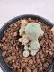 Lophophora Williamsii 5-6 cm 12 years old seed ownroot flower seedling ロフォフォラ　烏羽玉　仔吹き サボテン