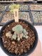 Lophophora Williamsii 5-6 cm 12 years old seed ownroot flower seedling ロフォフォラ　烏羽玉　仔吹き サボテン