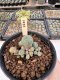 Lophophora Williamsii 5-6 cm 12 years old seed ownroot flower seedling ロフォフォラ　烏羽玉　仔吹き サボテン