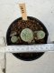 Lophophora Williamsii 5-6 cm 12 years old seed ownroot flower seedling ロフォフォラ　烏羽玉　仔吹き サボテン