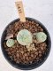 Lophophora Williamsii 5-6 cm 12 years old seed ownroot flower seedling ロフォフォラ　烏羽玉　仔吹き サボテン