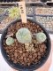 Lophophora Williamsii 5-6 cm 12 years old seed ownroot flower seedling ロフォフォラ　烏羽玉　仔吹き サボテン