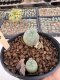 Lophophora Williamsii 5-6 cm 12 years old seed ownroot flower seedling ロフォフォラ　烏羽玉　仔吹き サボテン