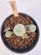 Lophophora Williamsii 5-6 cm 12 years old seed ownroot flower seedling ロフォフォラ　烏羽玉　仔吹き サボテン