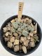 Lophophora Williamsii 5-6 cm 12 years old seed ownroot flower seedling ロフォフォラ　烏羽玉　仔吹き サボテン