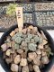 Lophophora Williamsii 5-6 cm 12 years old seed ownroot flower seedling ロフォフォラ　烏羽玉　仔吹き サボテン